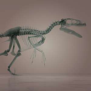 写真撮影（東京、墨田）