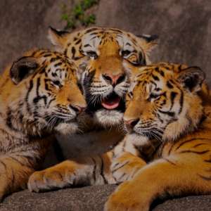 写真撮影（東京、豊島）