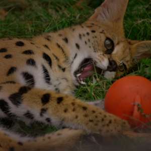 ノベルティグッズ・タオル制作（神奈川、横浜）