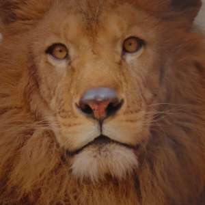 ノベルティグッズ・オリジナルTシャツ制作（埼玉、小川）