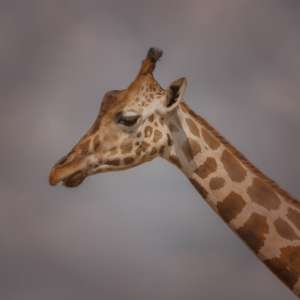 パッケージデザイン制作（東京、品川）