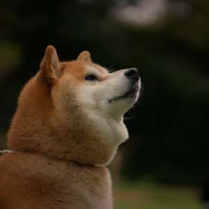 サービスサイト制作（埼玉、川口）