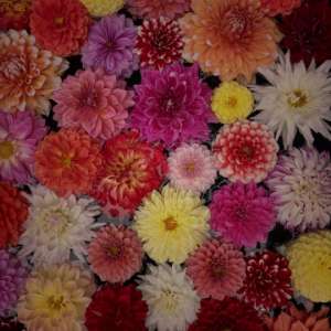 ノベルティ・ポケットティッシュ制作（埼玉、毛呂山）