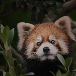 クリアファイルデザイン制作（東京、太田）